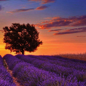 美美的新疆之伊犁9天