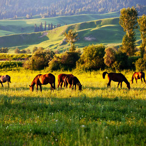 疆山无限好之伊犁9日游